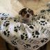 Personalized Paw Print Dog Blanket With Pets Name