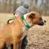 Didog Genuine Leather Dog Collars with Engraved Nameplate, Personalized Soft Leather Collar with Custom ID Tag, Brown/Green/Red for Medium Large Dogs (M,Green)