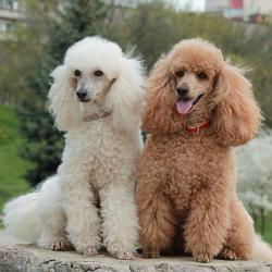 Pets