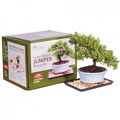 Brussel's Live Green Mound Juniper Outdoor Bonsai Tree Kit - 3 Years Old; 6" to 8" Tall with Decorative Container - Not Sold in California