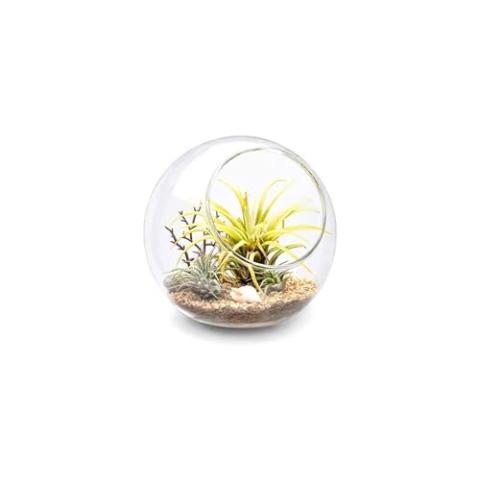 Mkono Plant Terrarium Display Glass Tabletop Succulent Air Plant Planter Globe Microlandschaft House, M