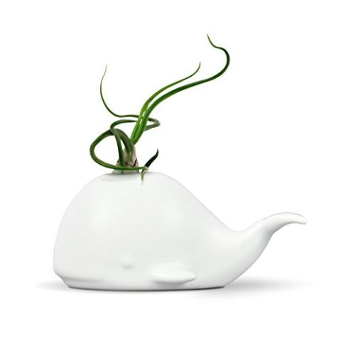 Sur La Table Genuine Fred Fancy Ceramic Mini Air Plant/Succulent Holder, Regular, Whale