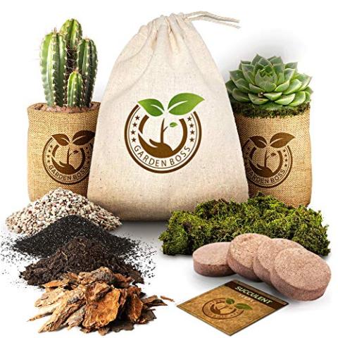 Succulent Cactus Seed DIY Terrarium Germination Starter Kit for Indoor Garden Growing - Mini Terrarium Kit with Seeds, Soil, Rocks, Artificial Moss, Pea Gravel, Activated Charcoal, & Burlap Pots