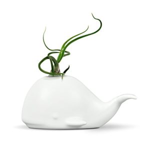Sur La Table Fred Fancy Ceramic Air Plant Holder