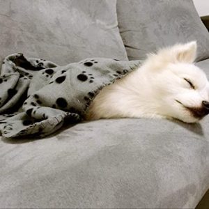 Comsmart Cute Paw Print Pet Blanket Set