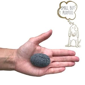 Pet Rock: Timeless Classic Collectible