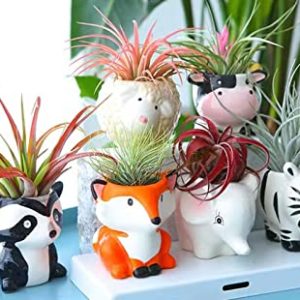 Melphoe Cartoon Air Plant Holders – 6 Pcs