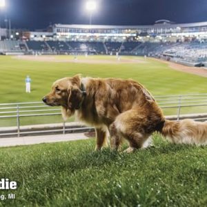 Pooping Pooches Gag Gift Calendar