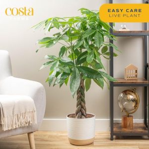 Costa Farms Live Plants 2-Pack