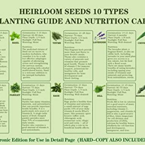 Herb Grow Kit – 10 Herb Seeds DIY Garden Starter Set