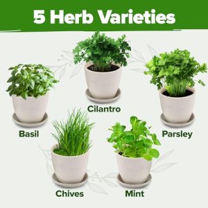 HOME GROWN Indoor Herb Garden Starter Kit – 5 Herb Grow Kit