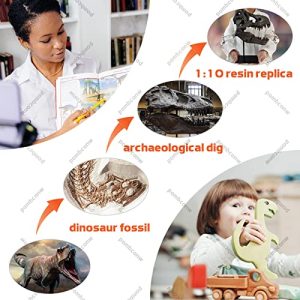 Pombconw T Rex Skull Replica: Unique Dinosaur Decor Accent