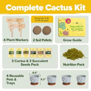Bonsai Tree Kit – Cactus Ceramic Kit