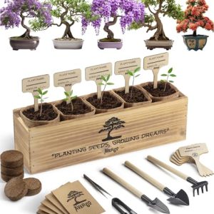 Bonsai Tree Kit - 5X Unique Japanese Bonzai Trees