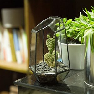 NCYP Small Irregular Geometric Terrarium