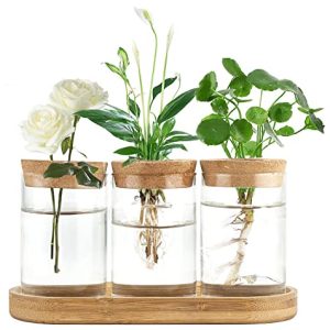 Dahey Plant Propagation Terrarium Desktop Glass Planter