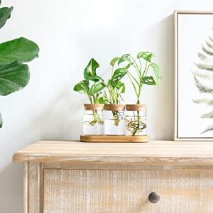 Dahey Plant Propagation Terrarium Desktop Glass Planter