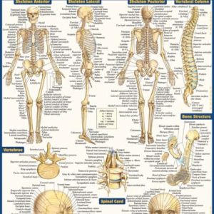 Anatomy QuickStudy Laminated Reference Guide – Academic