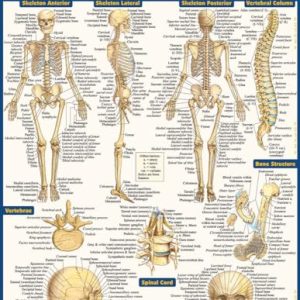 Anatomy QuickStudy Laminated Reference Guide - Academic