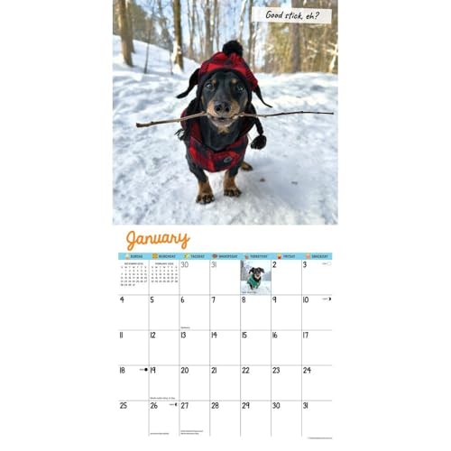 Crusoe the Celebrity Dachshund 2026 Wall Calendar - Image 3