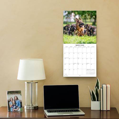 German Shepherds 2026 Monthly Wall Calendar - Image 8