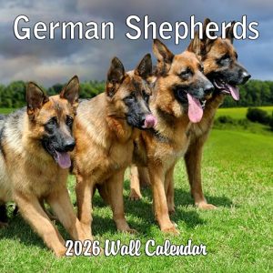 German Shepherds 2026 Monthly Wall Calendar