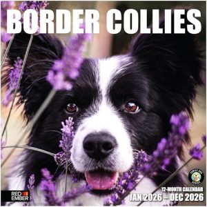 RED EMBER Border Collies 2026 Wall Calendar (12″x24″ Open)