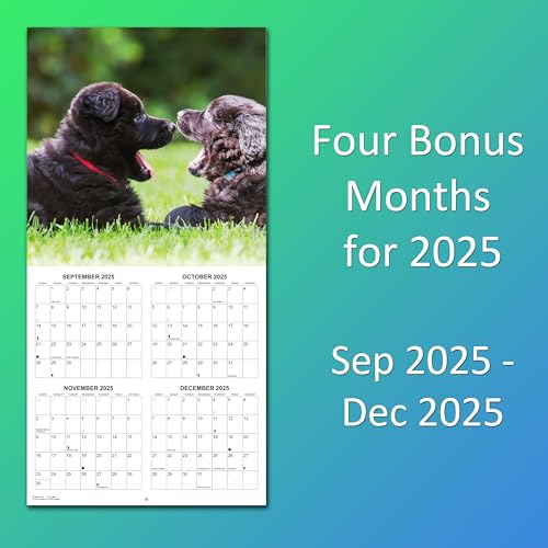 German Shepherds 2026 Monthly Wall Calendar - Image 9