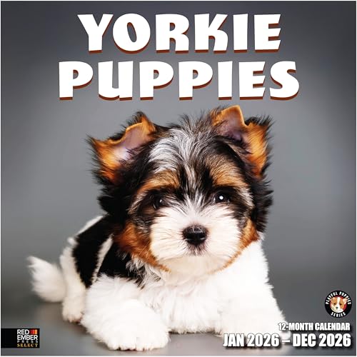 RED EMBER Yorkie Puppies 2026 Wall Calendar, 12"x24"