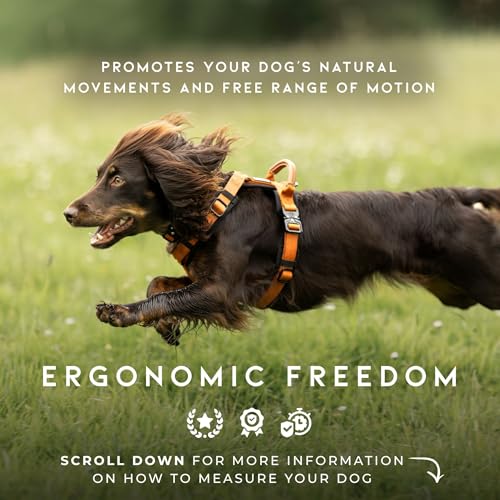 Premium Explorer Dog Harness - Y-Shaped, Padded Nylon - Image 3