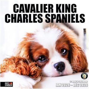 RED EMBER Cavalier King Charles Spaniels 2026 Calendar