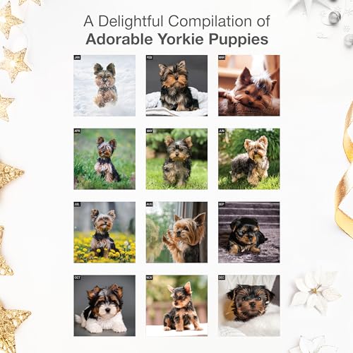 RED EMBER Yorkie Puppies 2026 Wall Calendar, 12"x24" - Image 4