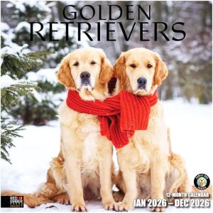 RED EMBER Golden Retrievers 2026 Wall Calendar, 12″x24″