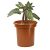 Harry Potter Electronic Plush Mandrake