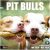 RED EMBER Pit Bulls 2026 Wall Calendar – Thick & Sturdy