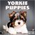 RED EMBER Yorkie Puppies 2026 Wall Calendar, 12″x24″