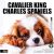 RED EMBER Cavalier King Charles Spaniels 2026 Calendar