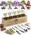 Bonsai Tree Kit – 5X Unique Japanese Bonzai Trees