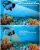 Bairuifu Snorkeling Gear for Adults, 2 Packs