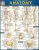 Anatomy QuickStudy Laminated Reference Guide – Academic