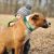 Didog Engraved Leather Dog Collar: Stylish Personalization