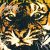 Eye of the Tiger – Survivor’s Iconic Motivational Anthem